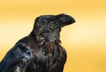 caller profile lookup details